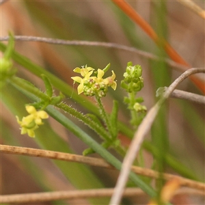 Galium gaudichaudii subsp. gaudichaudii at Gundaroo, NSW - 28 Sep 2024 11:01 AM