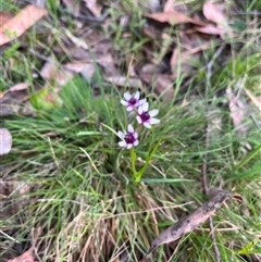 Wurmbea dioica subsp. dioica (Early Nancy) at Wee Jasper, NSW - 26 Oct 2024 by courtneyb