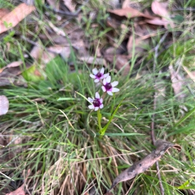 Wurmbea dioica subsp. dioica (Early Nancy) at Wee Jasper, NSW - 27 Oct 2024 by courtneyb