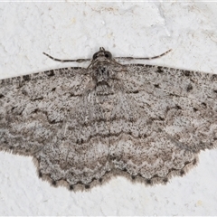 Psilosticha absorpta (Fine-waved Bark Moth) at Melba, ACT - 26 Oct 2024 by kasiaaus