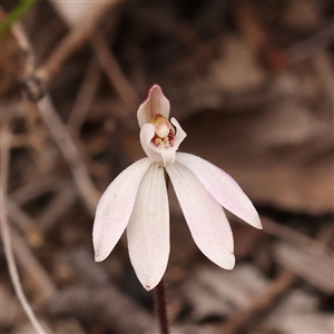 Caladenia fuscata at Gundaroo, NSW - suppressed