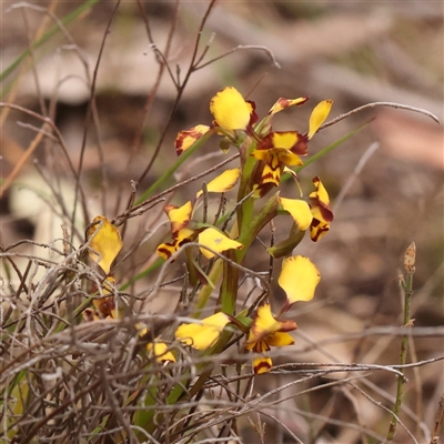 Diuris pardina (Leopard Doubletail) at Gundaroo, NSW - 28 Sep 2024 by ConBoekel