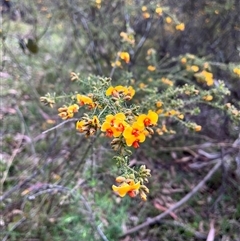 Dillwynia phylicoides (A Parrot-pea) at Wee Jasper, NSW - 27 Oct 2024 by courtneyb