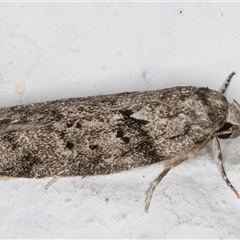 Philobota philostaura (A Concealer moth (Philobota group) at Melba, ACT - 26 Oct 2024 by kasiaaus