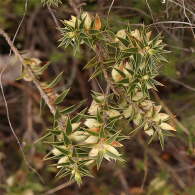 Melichrus urceolatus (Urn Heath) at Gundaroo, NSW - 28 Sep 2024 by ConBoekel