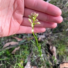 Stackhousia monogyna (Creamy Candles) at Wee Jasper, NSW - 27 Oct 2024 by courtneyb