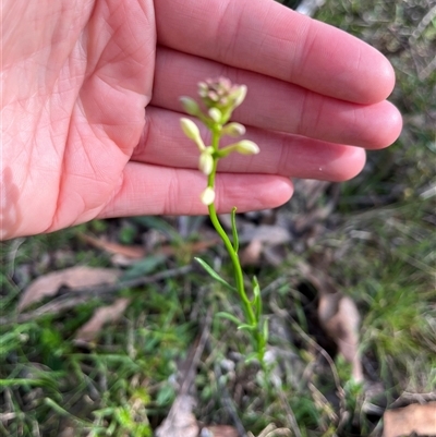 Stackhousia monogyna (Creamy Candles) at Wee Jasper, NSW - 27 Oct 2024 by courtneyb