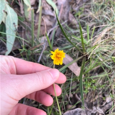 Unidentified Plant at Wee Jasper, NSW - 27 Oct 2024 by courtneyb