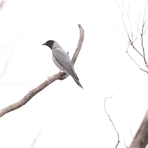 Coracina novaehollandiae at Gundaroo, NSW - 28 Sep 2024