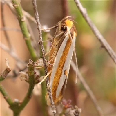 Myrascia (genus) (A Concealer moth (Wingia Group)) at Gundaroo, NSW - 28 Sep 2024 by ConBoekel