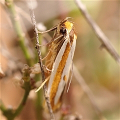 Myrascia (genus) at Gundaroo, NSW - 28 Sep 2024