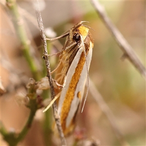 Myrascia (genus) at Gundaroo, NSW - 28 Sep 2024 11:37 AM