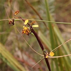 Diuris semilunulata at Gundaroo, NSW - suppressed