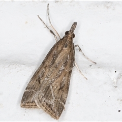 Eudonia cleodoralis (A Crambid moth) at Melba, ACT - 26 Oct 2024 by kasiaaus