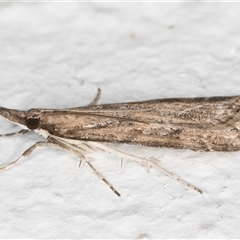 Eudonia cleodoralis at Melba, ACT - 26 Oct 2024 11:05 PM