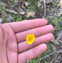 Ranunculus sp. (Buttercup) at Wee Jasper, NSW - 26 Oct 2024 by courtneyb