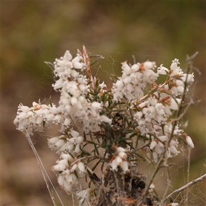 Lissanthe strigosa subsp. subulata at Gundaroo, NSW - 28 Sep 2024