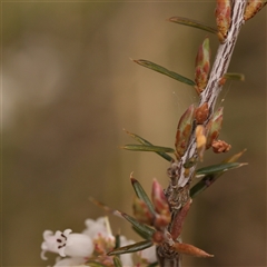 Lissanthe strigosa subsp. subulata at Gundaroo, NSW - 28 Sep 2024