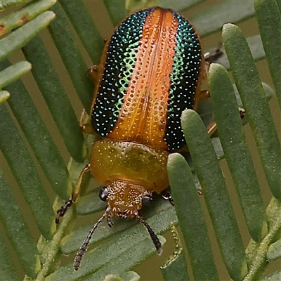 Calomela parilis (Leaf beetle) at Gundaroo, NSW - 28 Sep 2024 by ConBoekel