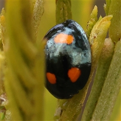 Orcus australasiae (Orange-spotted Ladybird) at Gundaroo, NSW - 28 Sep 2024 by ConBoekel