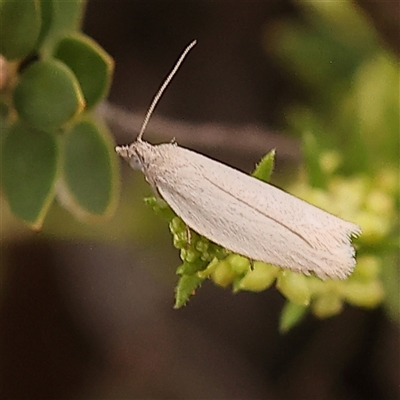 Epiphyas caryotis (A Tortricid moth) at Gundaroo, NSW - 28 Sep 2024 by ConBoekel