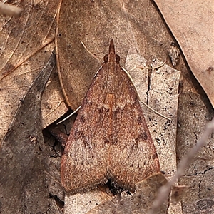 Uresiphita ornithopteralis at Gundaroo, NSW - 28 Sep 2024 01:13 PM