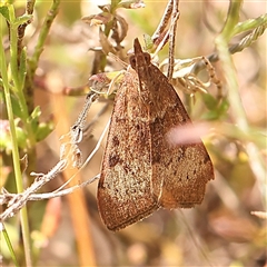 Uresiphita ornithopteralis at Gundaroo, NSW - 28 Sep 2024 01:13 PM