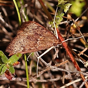 Uresiphita ornithopteralis at Gundaroo, NSW - 28 Sep 2024 01:13 PM