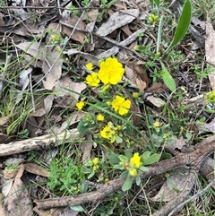 Hibbertia obtusifolia (Grey Guinea-flower) at Wee Jasper, NSW - 26 Oct 2024 by courtneyb