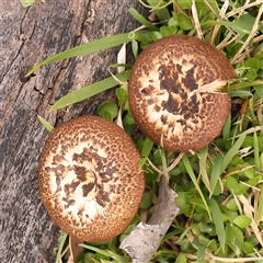 Lentinus arcularius (Fringed Polypore) at Gundaroo, NSW - 28 Sep 2024 by ConBoekel