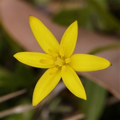 Pauridia vaginata (Yellow Star) at Gundaroo, NSW - 28 Sep 2024 by ConBoekel