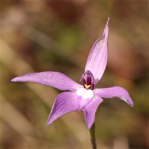 Glossodia major at Gundaroo, NSW - suppressed