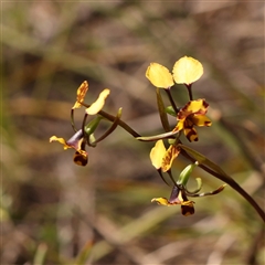 Diuris pardina (Leopard Doubletail) at Gundaroo, NSW - 28 Sep 2024 by ConBoekel