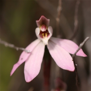 Caladenia fuscata at Gundaroo, NSW - 28 Sep 2024