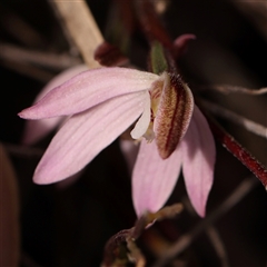 Caladenia fuscata at Gundaroo, NSW - 28 Sep 2024