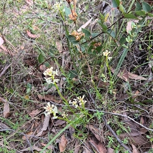 Stackhousia monogyna at Wee Jasper, NSW - 27 Oct 2024 08:06 AM