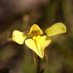 Diuris chryseopsis (Golden Moth) at Gundaroo, NSW - 28 Sep 2024 by ConBoekel