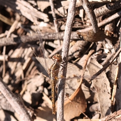 Diplacodes bipunctata (Wandering Percher) at Gundaroo, NSW - 28 Sep 2024 by ConBoekel