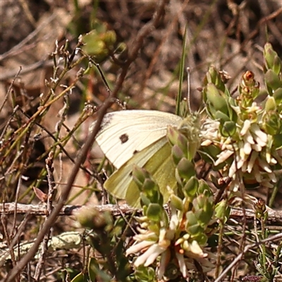 Pieris rapae (Cabbage White) at Gundaroo, NSW - 28 Sep 2024 by ConBoekel