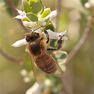 Apis mellifera at Gundaroo, NSW - 28 Sep 2024