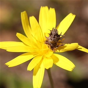 Heliocosma (genus - immature) at Gundaroo, NSW - 28 Sep 2024