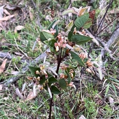 Platylobium montanum subsp. montanum (Mountain Flat Pea) at Wee Jasper, NSW - 27 Oct 2024 by courtneyb