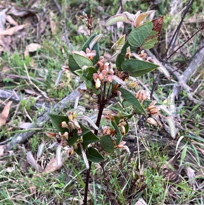 Platylobium montanum subsp. montanum (Mountain Flat Pea) at Wee Jasper, NSW - 26 Oct 2024 by courtneyb