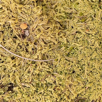 Unverified Moss, Liverwort or Hornwort - 1 Jan 1900 by ConBoekel