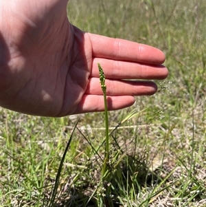 Microtis sp. at Mullion, NSW - suppressed