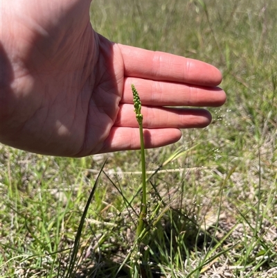 Microtis sp. (Onion Orchid) at Mullion, NSW - 27 Oct 2024 by courtneyb