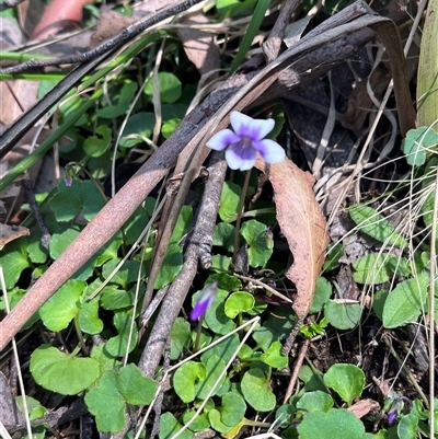 Viola hederacea (Ivy-leaved Violet) at Rossi, NSW - 20 Oct 2024 by courtneyb