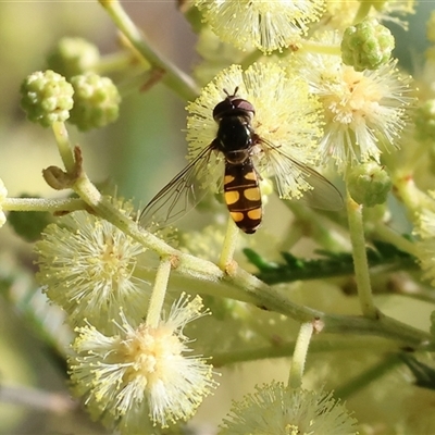 Melangyna viridiceps (Hover fly) at Wodonga, VIC - 26 Oct 2024 by KylieWaldon