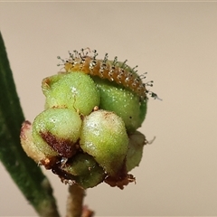 Unidentified Leaf beetle (Chrysomelidae) at Chiltern, VIC - 26 Oct 2024 by KylieWaldon