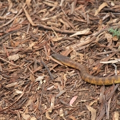 Notechis scutatus (Tiger Snake) at Mount Clear, ACT - 27 Oct 2024 by VanceLawrence